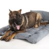 Copyright © Doggie's Dream Pelech-pre-psa-XL-sedy-4
