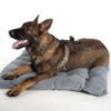 Copyright © Doggie's Dream Pelech-pre-psa-XL-sedy-5
