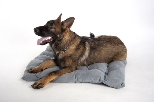 Copyright © Doggie's Dream Pelech-pre-psa-XL-sedy-5